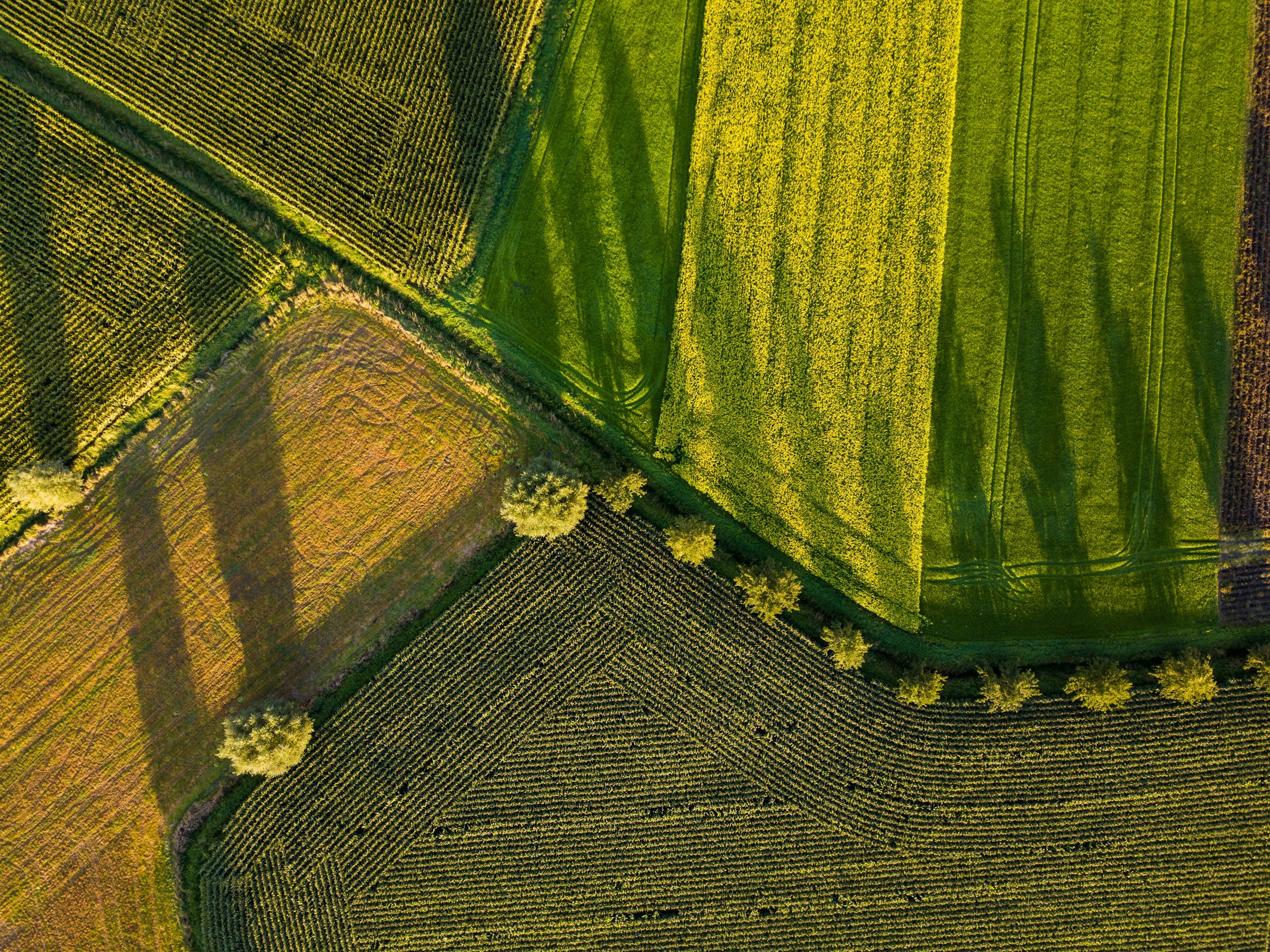 agriculture image